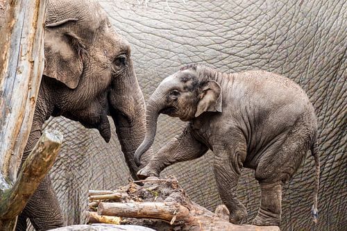 Moeder olifant en jong.