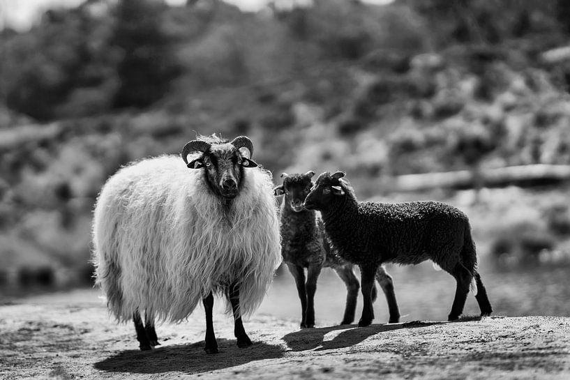 Schafe und Lämmer in Schwarz und Weiß von Steven Dijkshoorn