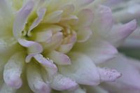 Chrysanthemen
