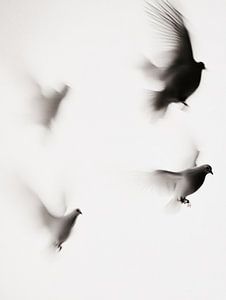 fliegende Tauben