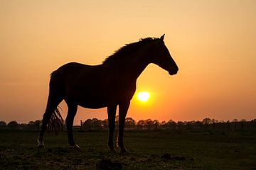Paard in zonsondergang. van Hans Buls Photography