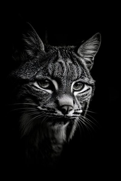 Lynx by Poster Art Shop