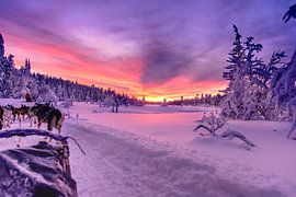 Swedish sunset at a husky tour by Kevin Pluk