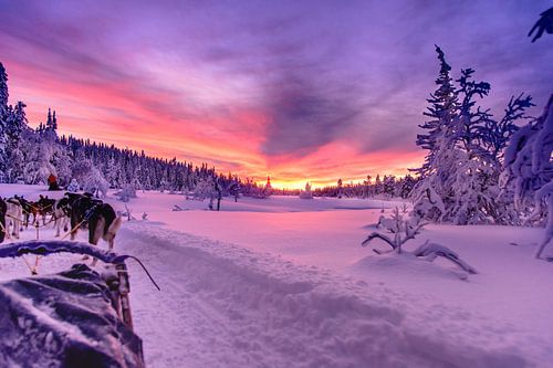Zweedse zonsondergang bij een huskytocht