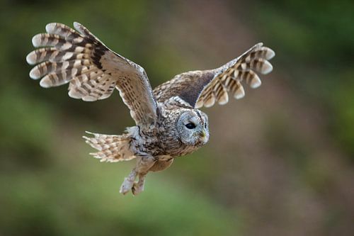 Waldkauz ( Strix aluco ) im Flug, fliegende Eule