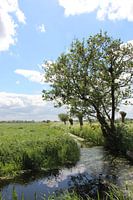 Ruigeweide