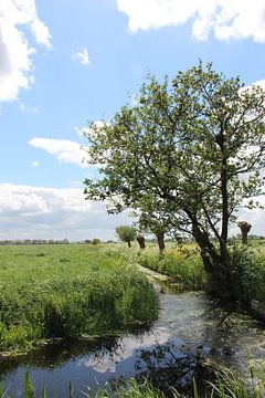 Ruigeweide van Wilma Overwijn