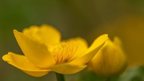 Dotterbloem