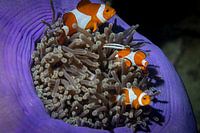 The clownfish, Mabul Island in Malaysia