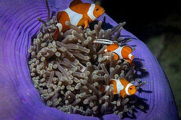 The clownfish, Mabul Island in Malaysia by Travel Tips and Stories