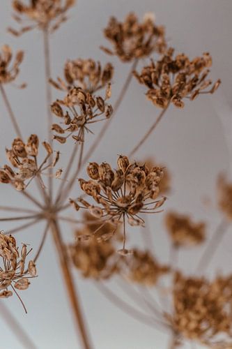 Detail dried hogweed. Fine art photography. Moody style.