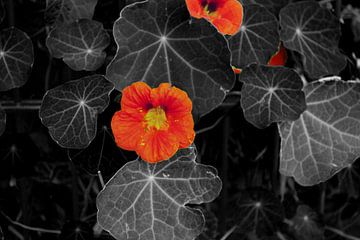 Nasturtium by Hans Peter Debets