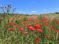 Mohnblumen in den Dünen von Ouddorp
