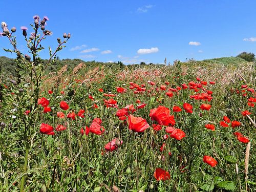 Poppies in the dunes of Ouddorp