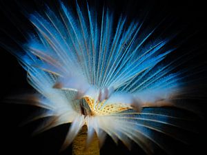 Pauwkokerworm close up, blauw van René Weterings