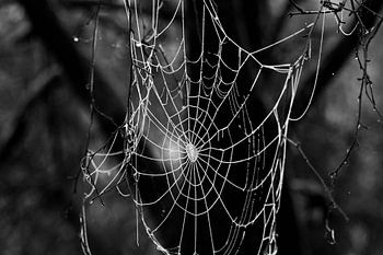 Spider web full of dew.