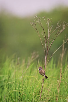 Chant de la nature – Grive musicienne