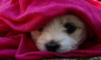 Maltezer puppy