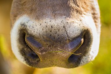 Cow's nose van kitty van gemert