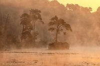 Mist