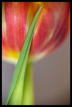 Rote Tulpe mit Blatt auf der Blüte (dezenter Touch) von Marly De Kok