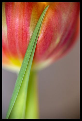 Rode tulp met blad op bloem (Subtiele aanraking)
