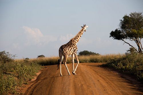 Safari in Uganda