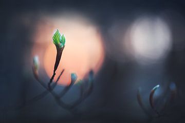 Signs of Spring | Budding Leaf by Maayke Klaver