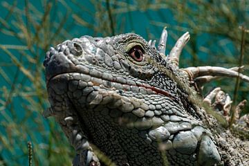 Caribbean iguana by Maikel van Willegen Photography