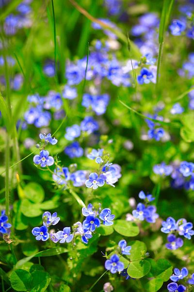 Zauberhaftes Blau von Thomas Jäger
