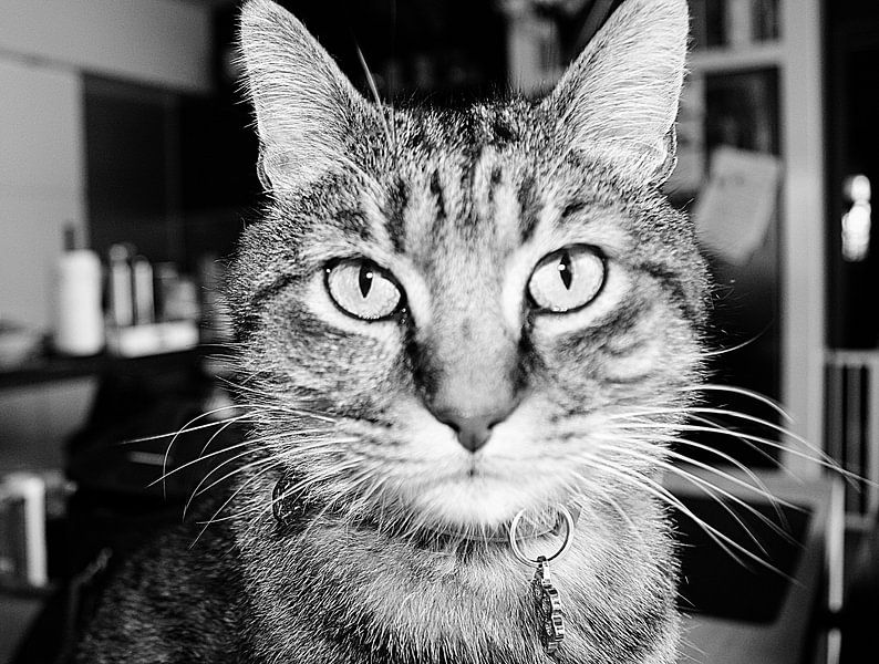 Retro cat by Kaleidoscopephotography