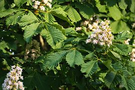 Kastanienblüte auf dem Ast eines Kastanienbaums von Martin Köbsch