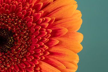 Zomertijd! Zonnige oranje met rode Gerbera van Marjolijn van den Berg
