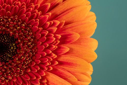 Zomertijd! Zonnige oranje met rode Gerbera