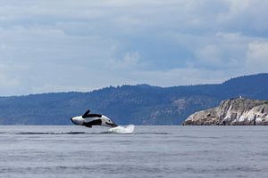 Ein springender Orca