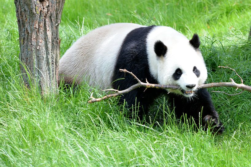 pandabeer speeltijd  von Emanuel Luyten