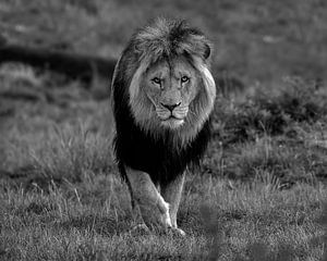 Deze leeuw komt met een intense blik direct naar je toe van Patrick van Bakkum