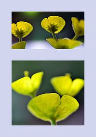 Euphorbes von Martine Affre Eisenlohr