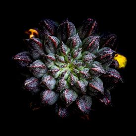 Een dichte bloemknop in low key van Jefra Creations