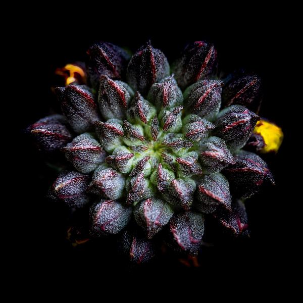 Een dichte bloemknop in low key van Jefra Creations