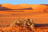 Namibwoestijn in ochtendlicht van Inge Hogenbijl thumbnail