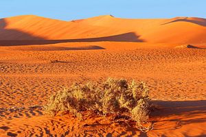 Namib-Wüste im Morgenlicht