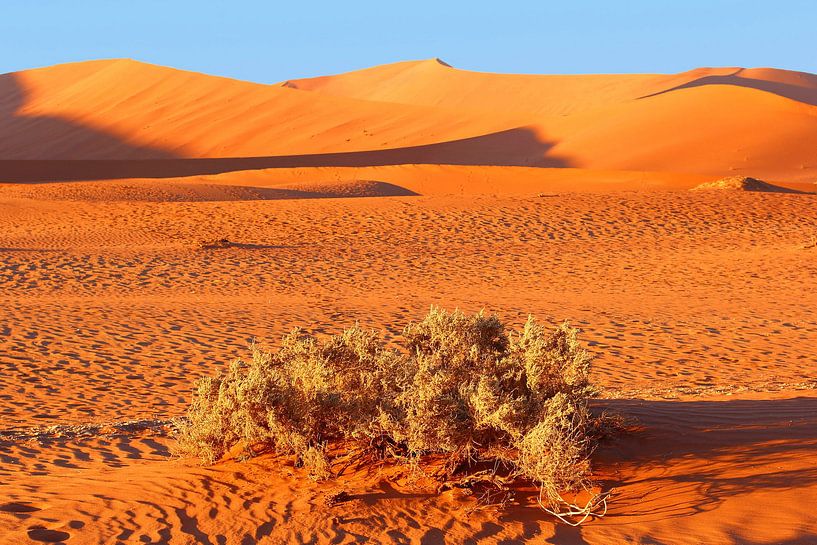 Namibwoestijn in ochtendlicht van Inge Hogenbijl