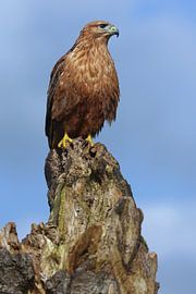 Buse pygmée (Buteo rufinus) sur Ronald Pol