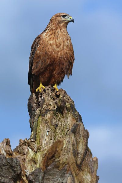 Long-legged Buzzard (Buteo rufinus) by Ronald Pol