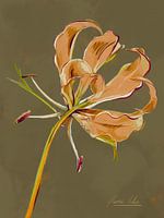 Flame Lily