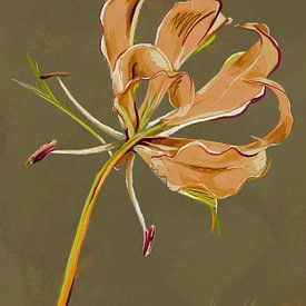 Flame Lily by Studio Carper
