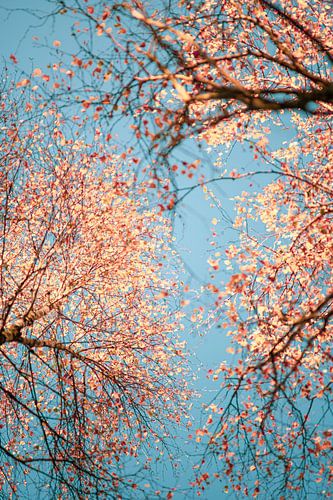 Koperkleuren in de herfst