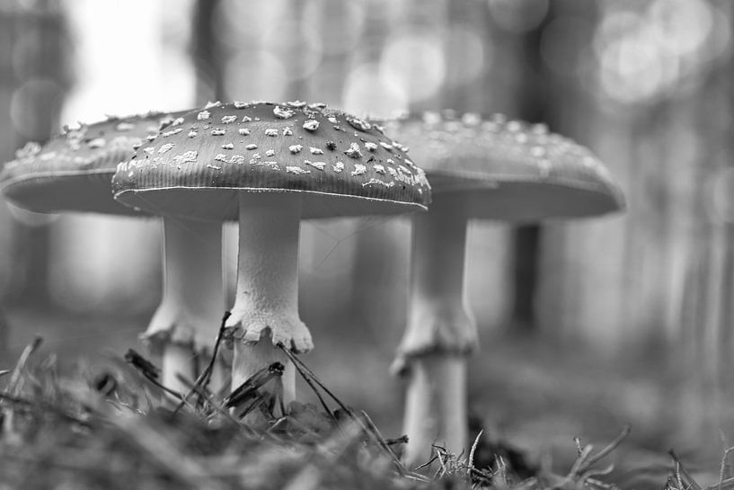 Delicatefly agaric in black and white , on the forest floor. by Martin Köbsch