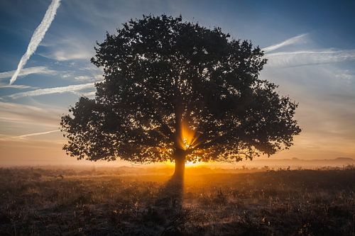 Eikenboom met stralenkrans van opkomende zon.